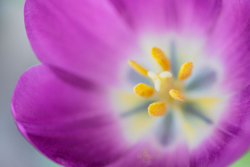 Details einer lila Tulpe
