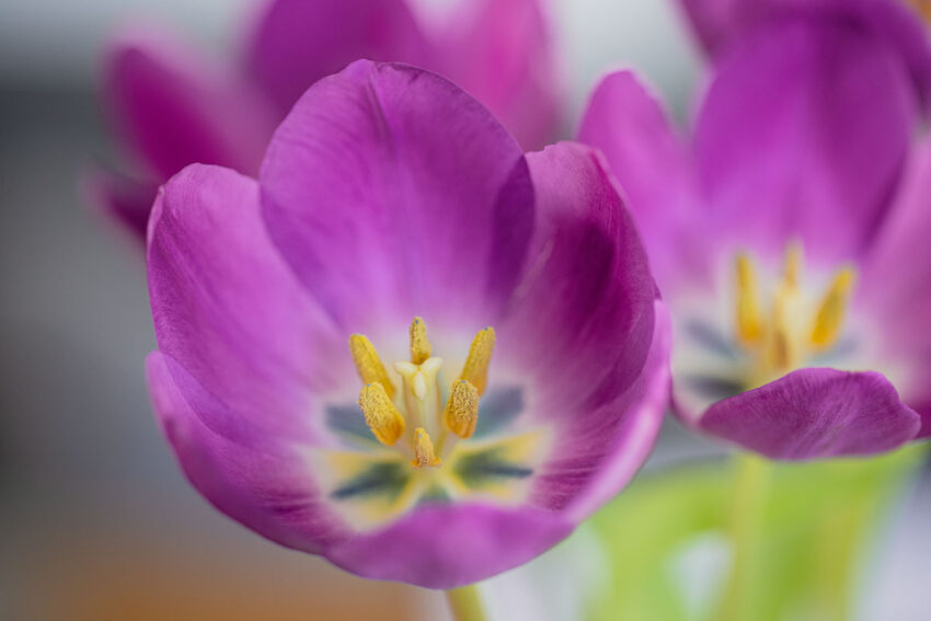 Lila Tulpe