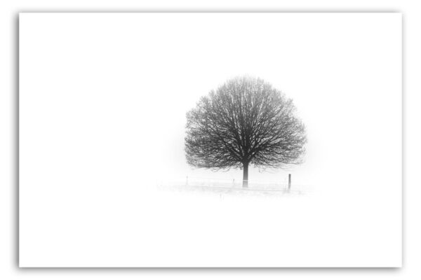 Baum im Nebel