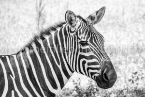 Alu Dibond Zebra Acryl Zebra Leinwand