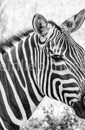 Alu Dibond Zebra Acryl Zebra Leinwand