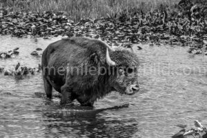 Wasserbüffel Foto schwarzweiß