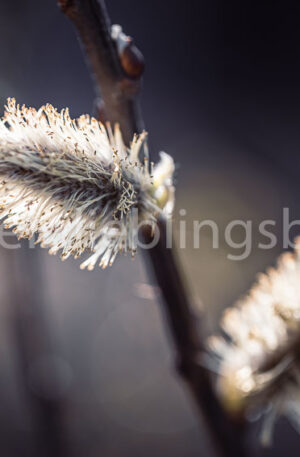 Frühlingsfoto - Knospe