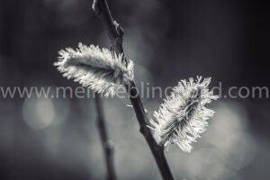 Frühlingsfoto - Knospe in schwarzweiß