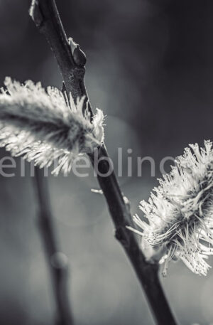Frühlingsfoto - Knospe in schwarzweiß