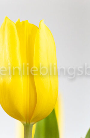 Yellow Tulips - gelbe Tulpen
