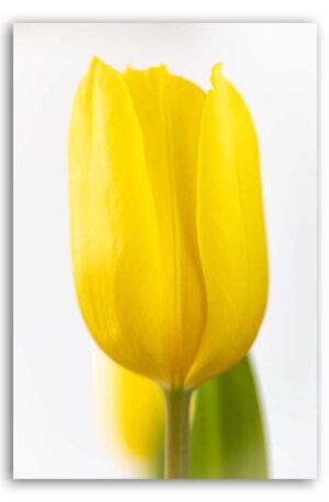 Yellow Tulip - gelbe Tulpe auf Leinwand