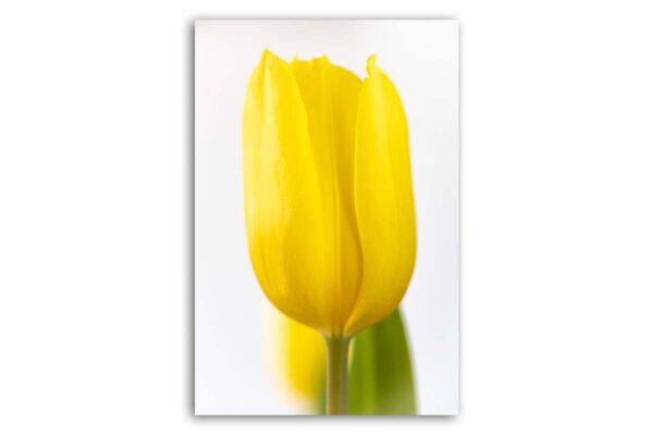 Yellow Tulip - gelbe Tulpe auf Leinwand