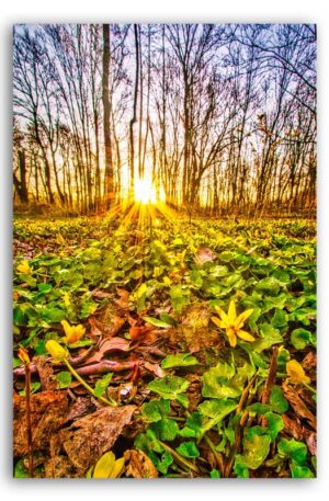Sonnenaufgang im Wald am Krupunder See