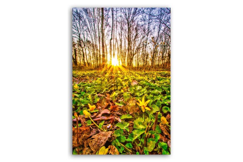 Sonnenaufgang im Wald am Krupunder See