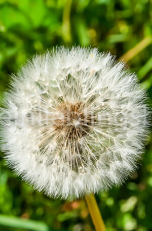 Pusteblume - Löwenzahn