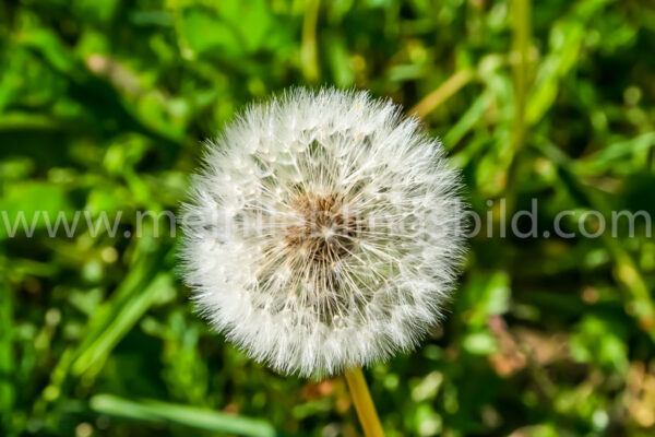 Pusteblume - Löwenzahn