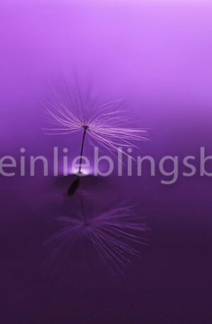 Purple Dandelion, Makro-Aufnahme Löwenzahn