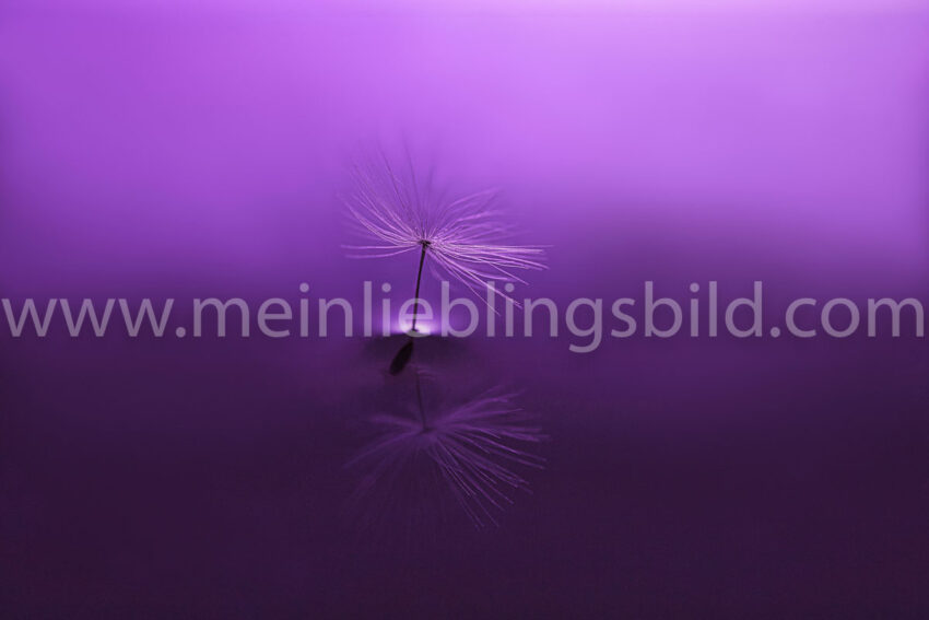 Purple Dandelion, Makro-Aufnahme Löwenzahn