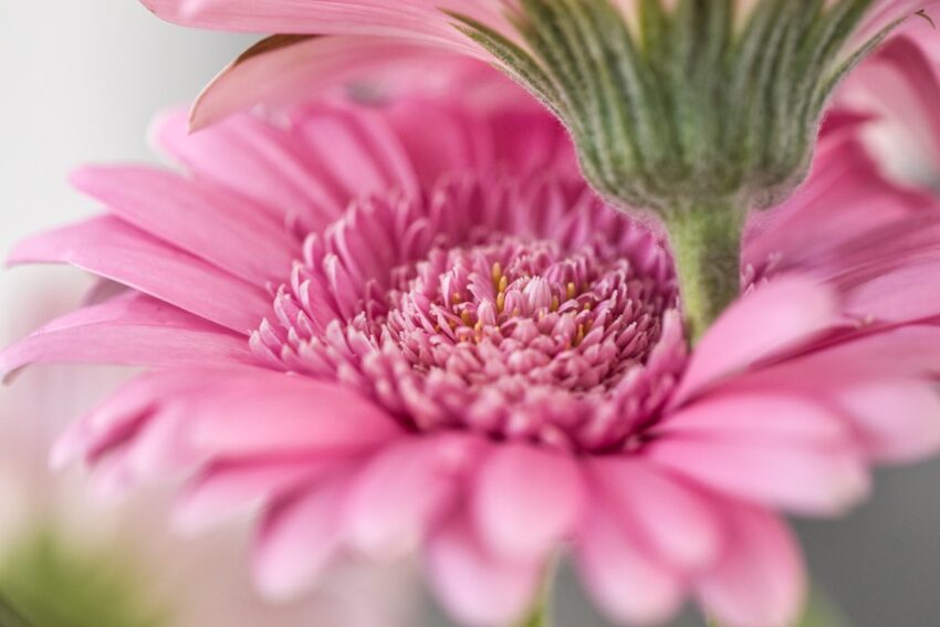 Details einer Gerbera