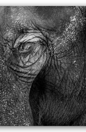 Elephant Skin - Elefanten Haut Strukturen schwarzweiß
