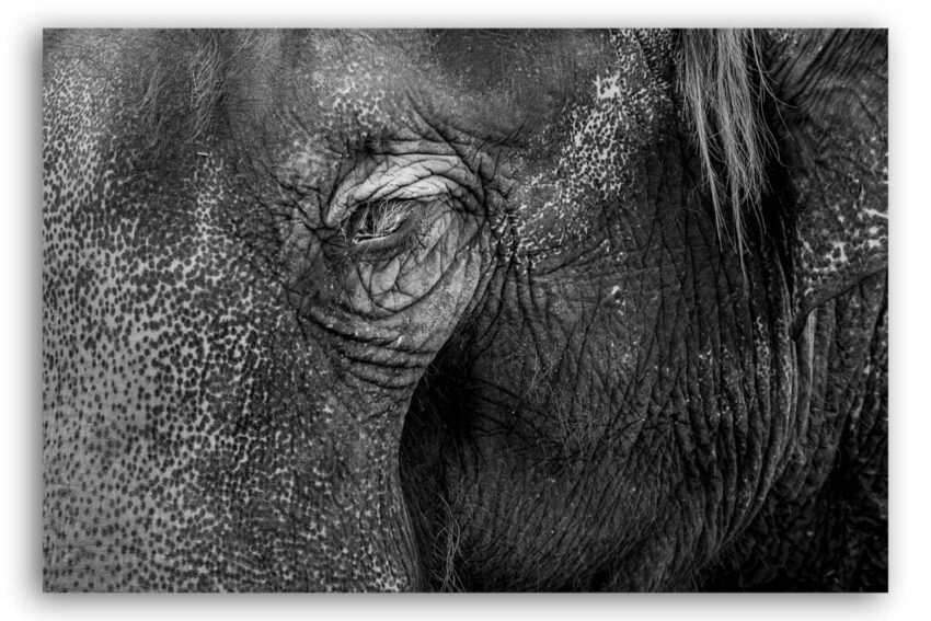 Elephant Skin - Elefanten Haut Strukturen schwarzweiß
