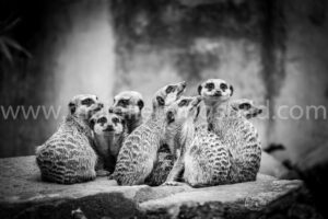 Erdmännchen Foto schwarzweiß